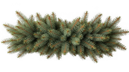 Close up view of a dense green fir tree branch with needles against a transparent background