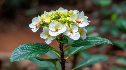 Cluster of small white and yellow blossoms emerges from deep green foliage in a garden setting