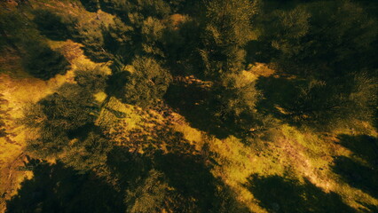 Sunlight filters through a dense canopy, casting playful shadows on the forest floor. The vibrant greens and earthy tones create a serene atmosphere of tranquility and beauty.