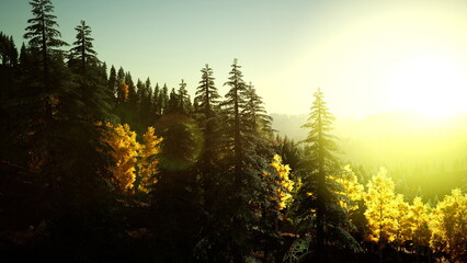 Radiant sunlight breaks through the trees, showcasing the stunning hues of autumn leaves. The forest is alive with vibrant yellows and greens, creating a serene morning atmosphere.