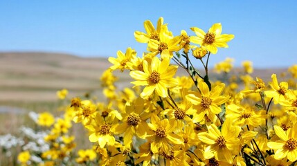 Close-up of bright yellow wildflowers in full bloom against a backdrop of distant hills and blue sky