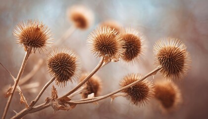 The Prickly Herb Burdock Plant: A Member Of The Asteraceae Family With Dry Brown Arctium Minus Seed Heads And Sharp Catchy Hooks. Soft Focus Capture In Autumn.