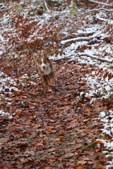 Australian Shepherd Running Through Autumn Leaves