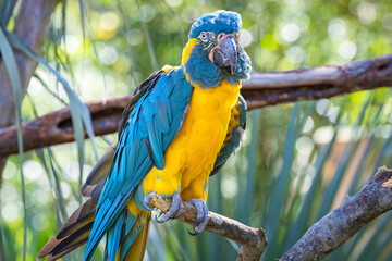 Blue and Gold Macaw sitting on a tree branch at an alligator farm exhibit. A rainforest parrot that can live up to 80 years.
