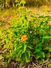 yellow flowers in the garden 