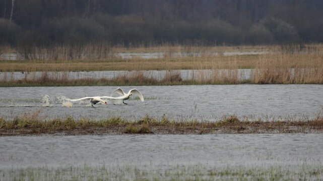 Fight for territory - a mute swan (Cygnus color) attacked by a whooper swan (Cygnus cygnus). Poland, Biebrza River Marshes. Slow motion 4K video, selective focus on bird's eye