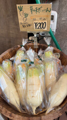 新鮮野菜　信州名産青首大根