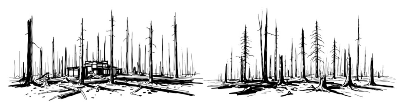 scorched forest landscape after wildfire sketch