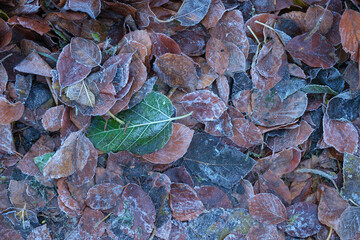 Leaves with frost on the ground