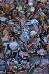 Leaves with frost on the ground