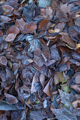 Leaves with frost on the ground