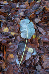 Leaves with frost on the ground