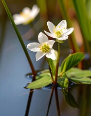 Two delicate white flowers, atop water, amongst reeds