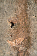 Grietas en el muro, texturas orgánicas