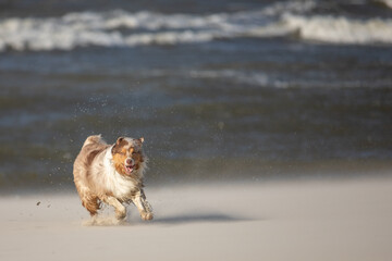 Rozpędzony owczarek australijski cieszy się swobodą, pędząc plażą tuż przy wzburzonej fali morskiej, zostawiając za sobą ślad piasku i radosnej energii.