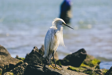 Aves Marinhas Brasileiras