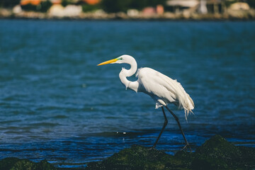 Aves Marinhas Brasileiras