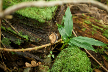 Young plant growing on moss-covered log in rainforest, Flores Island, Azores