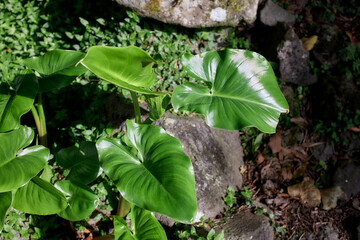 Large glossy tropical leaves in dense rainforest, Flores Island, Azores