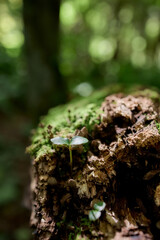 Close-up of moss-covered tree bark in humid rainforest, Flores Island, Azores