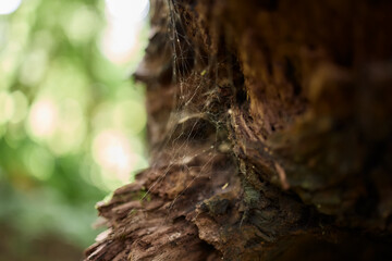 Delicate spiderweb on textured tree bark in humid rainforest, Flores Island, Azores