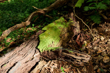 Mossy fallen log surrounded by tropical vegetation, Flores Island, Azores