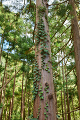 Tall vertical forest trees with climbing vines, Flores Island, Azores