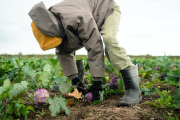 Cheerful boy picking fresh red-purple kohlrabi in farm field. Seasonal vegetables, homegrown produce, outdoor work, healthy lifestyle, and pride in cultivated crops on farm.