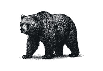 Fototapeta premium Detailed etching of a grizzly bear walking forward on a white background — stock illustration.