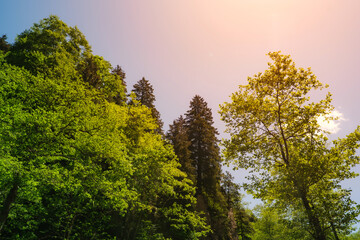 Low-angle view looking up at lush green forest trees against a bright. Sunny summer sky. Evoking feelings of pure vitality and happiness. Ideal for environmental campaigns.