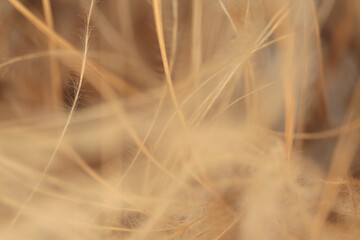 Smoke soft focus dry wild grass. Nature beige, brown neutral natural beige blur background.