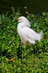 Close-up of a snowy egret on a lake shore, with white plumage and yellow beak, in sharp focus against green water and red and green foliage.