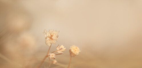Smoke blur fog Soft focus Gypsophila Flower. Natural beige, brown light neutral horizontal background.