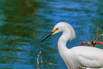 Close-up of Snowy Egret (Egretta thula) with black bill and orange loral area, against vibrant blue water. Fauna, nature, wildlife.