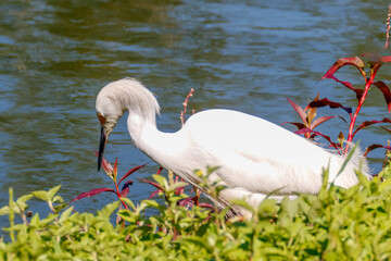 Close-up of a snowy egret on a lake shore, with white plumage and yellow beak, in sharp focus against green water and red and green foliage.