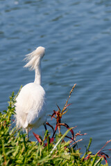 Close-up of a snowy egret on a lake shore, with white plumage and yellow beak, in sharp focus against green water and red and green foliage.