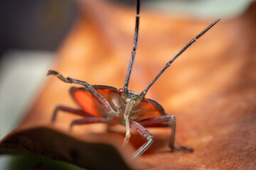 soapberry bug