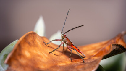 soapberry bug profile © Sergei