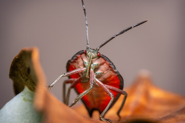 soapberry bug close  © Sergei