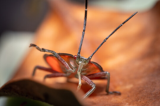 soapberry bug
