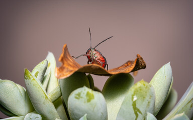soapberry bug on leaf © Sergei
