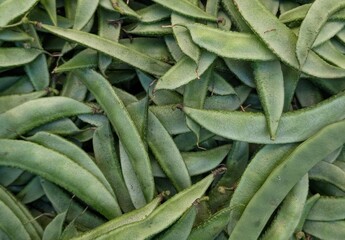 seasonal fresh green hyacinth beans at farmers market