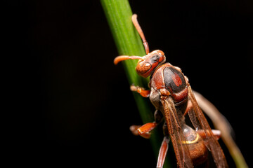 wasp close up