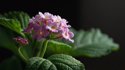 Pink flowers with green leaves grow in a dark setting with soft lighting during a quiet moment in nature