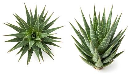 Two agave plants with sharp green leaves isolated on a white background