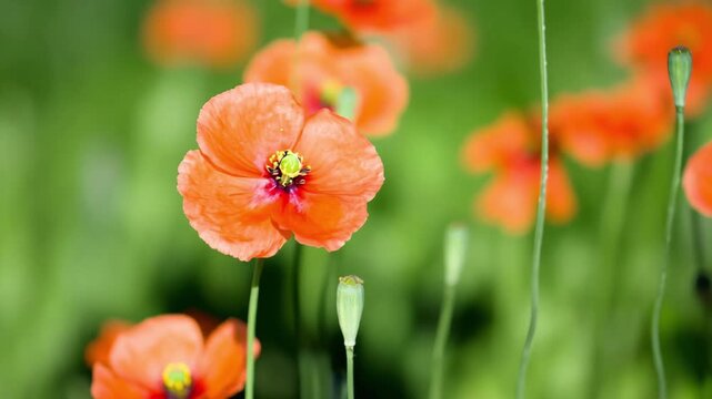Bright orange poppies bloom in a lush green field. The flowers have delicate petals and a central yellow stamen, creating a vibrant natural scene.