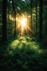 Obraz premium Sunlit Forest Path