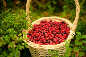 Close up of basket with fresh cranberries in forest. Autumn harvest, forest gifts, healthy berries, vitamins during illness, homemade drinks, forest walk, beautiful autumn weather, fairy forest mood.