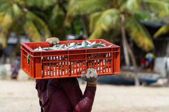 Un pescador lleva sobre su hombro una cesta roja con sardinas en la isla de Margarita.