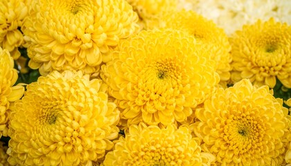 Close-up of many bright yellow chrysanthemum flowers